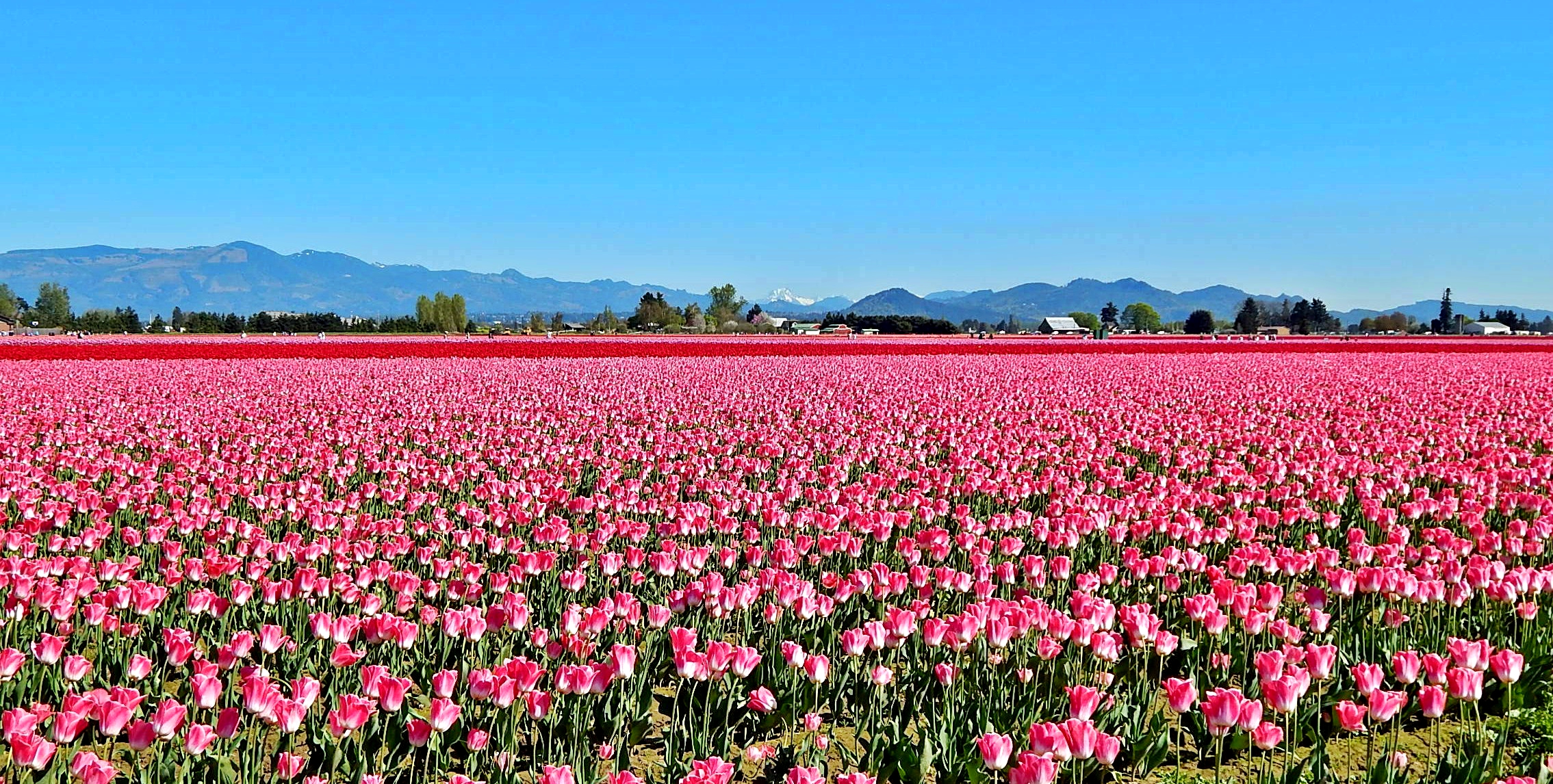 Colorful rows of tulips under a bright sky in Skagit Valley, Washington