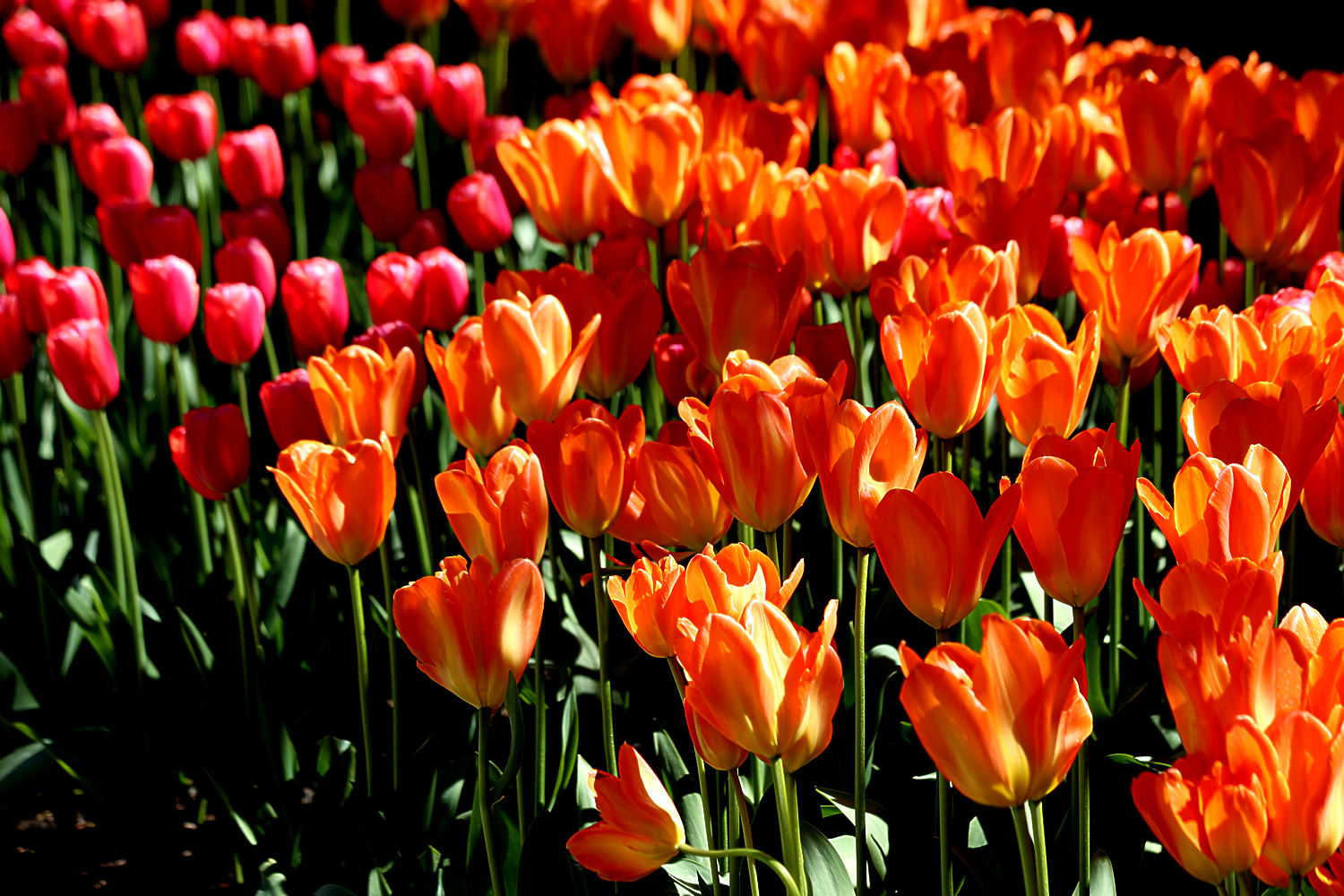 Pink and red tulips in rows at the Skagit Valley Tulip Festival